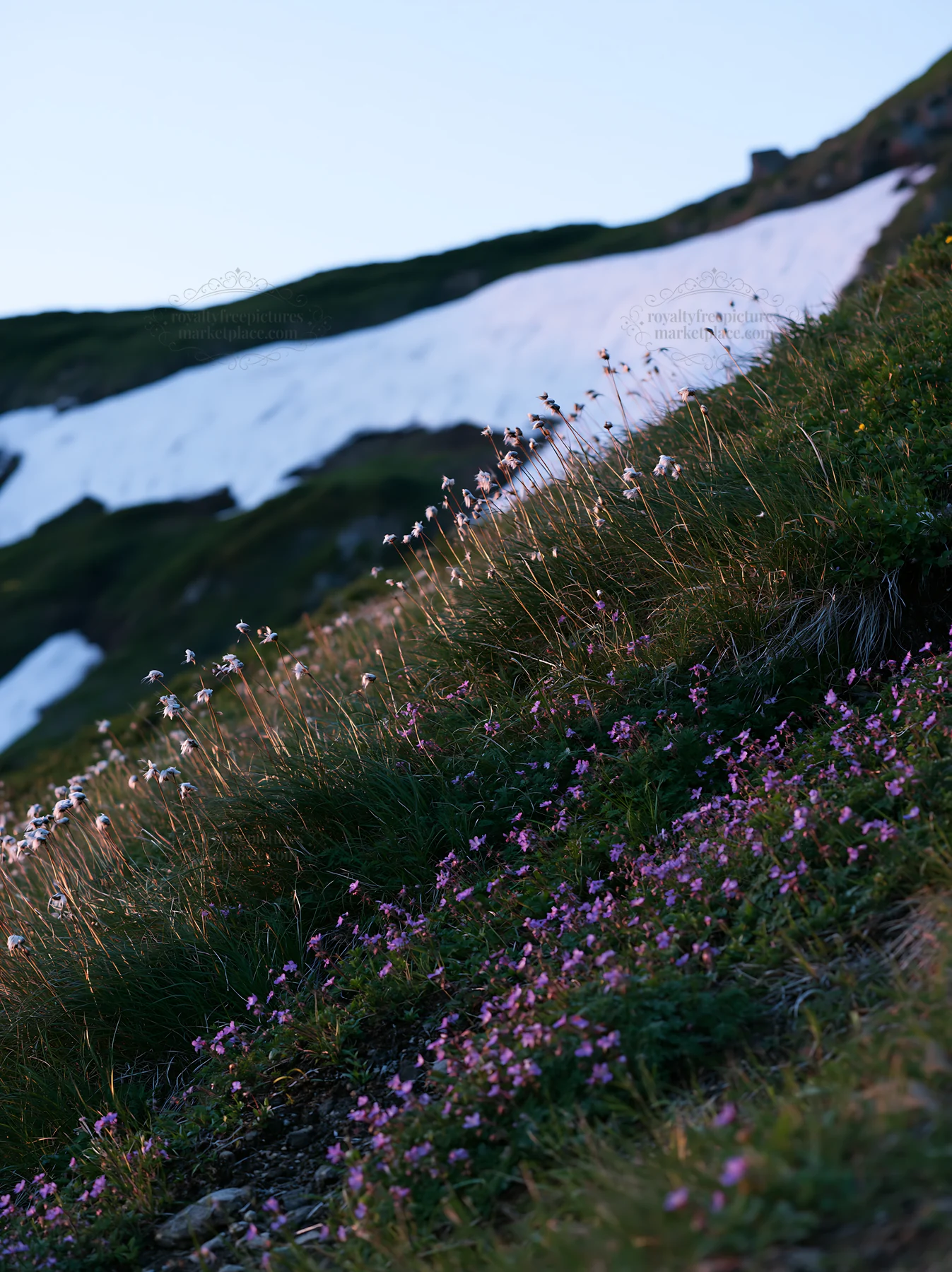 Akita snowmelt meadow with silver grasses - AI-generated stock image