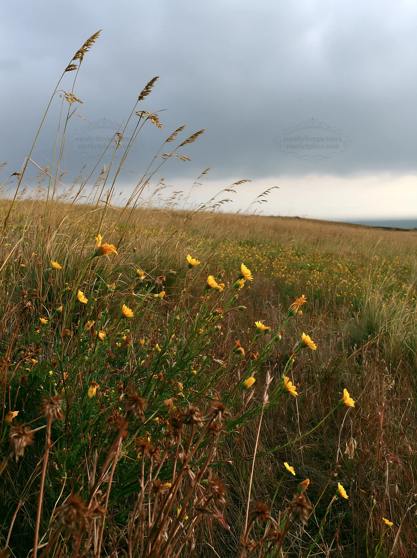 Drought-tolerant meadow with wildflowers in a grassy landscape - AI-generated stock image