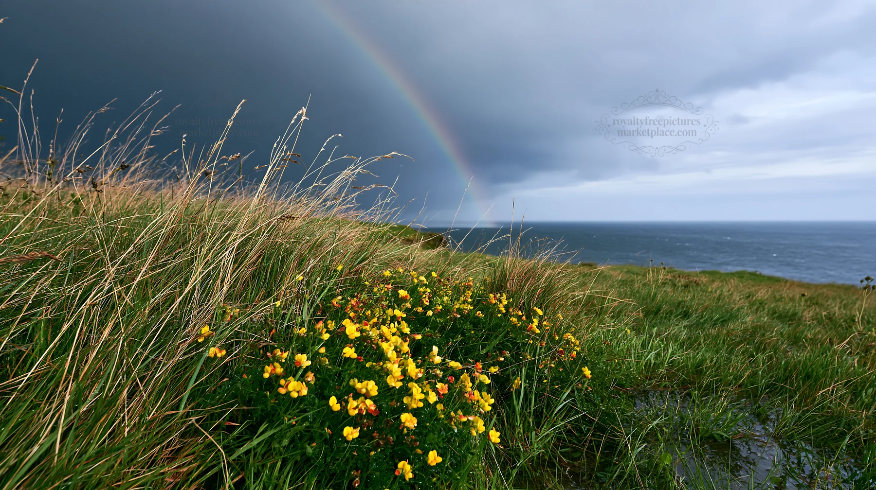 Clifftop meadow with flowers and rainbow over the ocean - AI-generated stock image