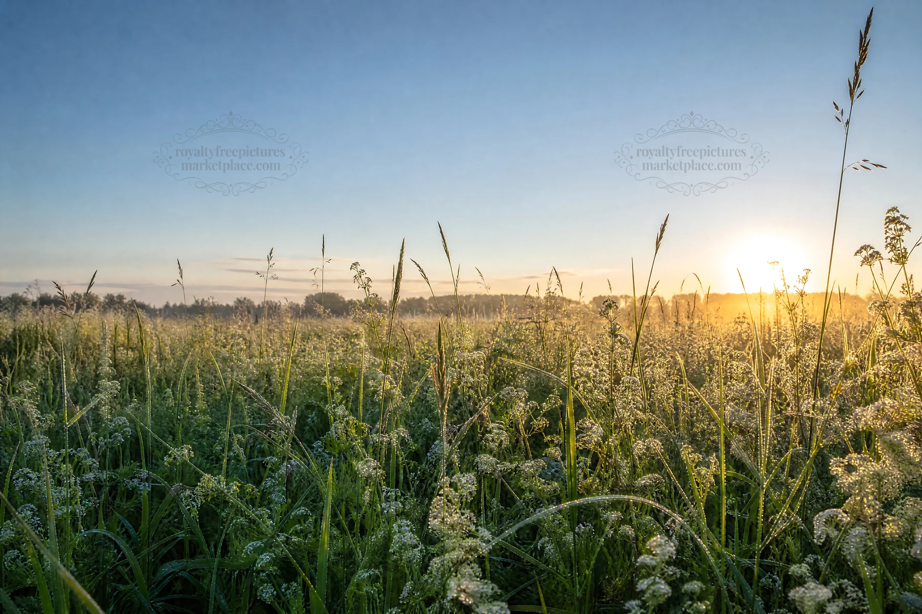 Dewy meadow at sunrise with tall grass and clear blue sky - AI-generated stock image