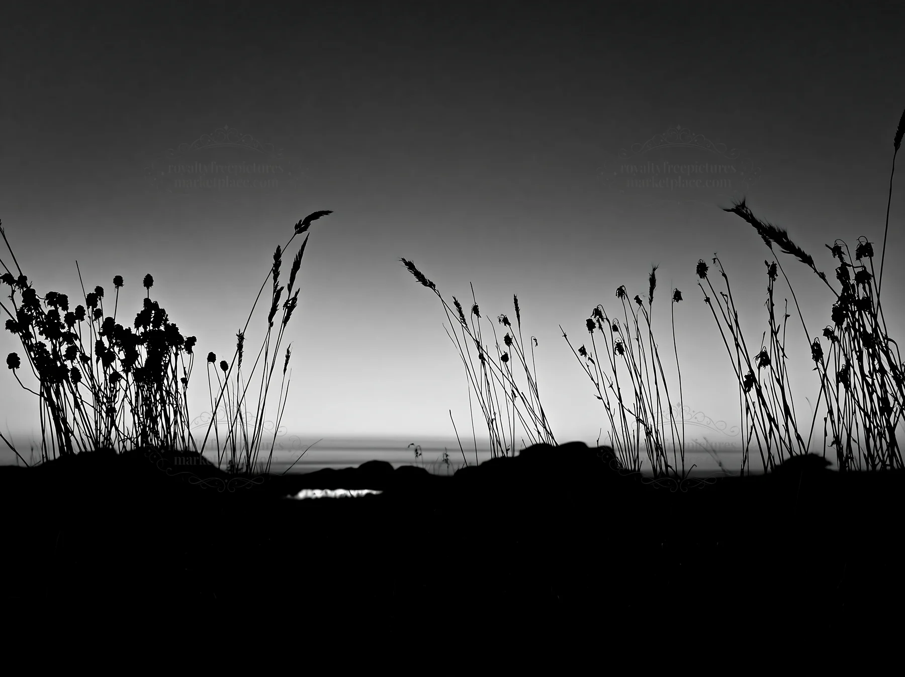 Meadow with seedheads at dusk in black and white - AI-generated stock image
