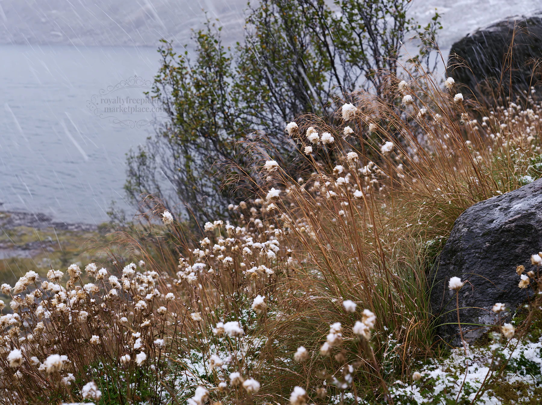 Meadow with seedheads by a lake in snowy weather - AI-generated stock image