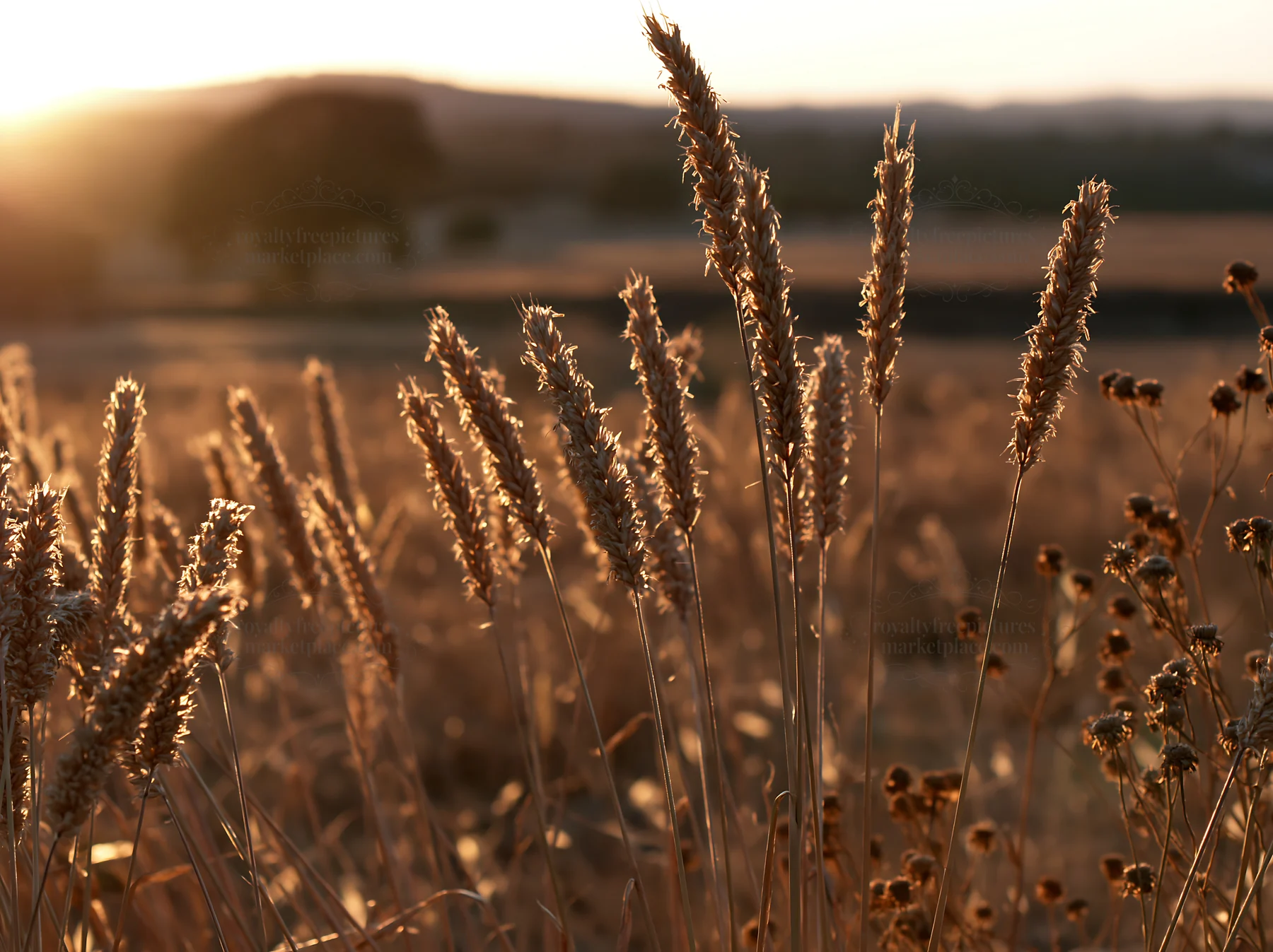 Meadow seedheads backlit at dusk in a rural setting - AI-generated stock image