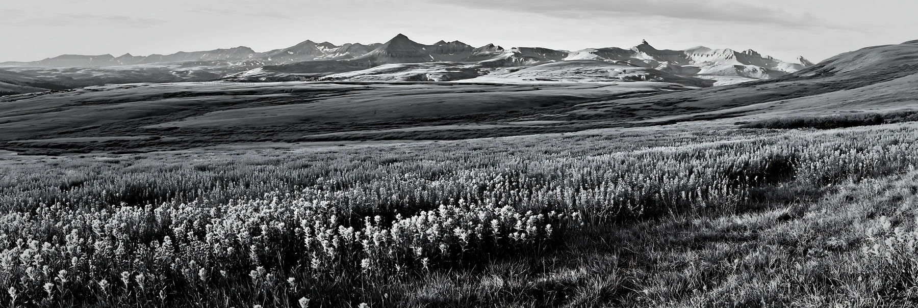 Paintbrush lupine meadow in black and white landscape - AI-generated stock image
