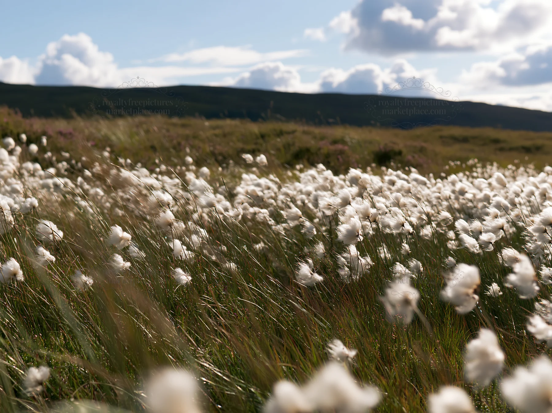 Cottongrass meadow with bright clouds and distant hills in view - AI-generated stock image