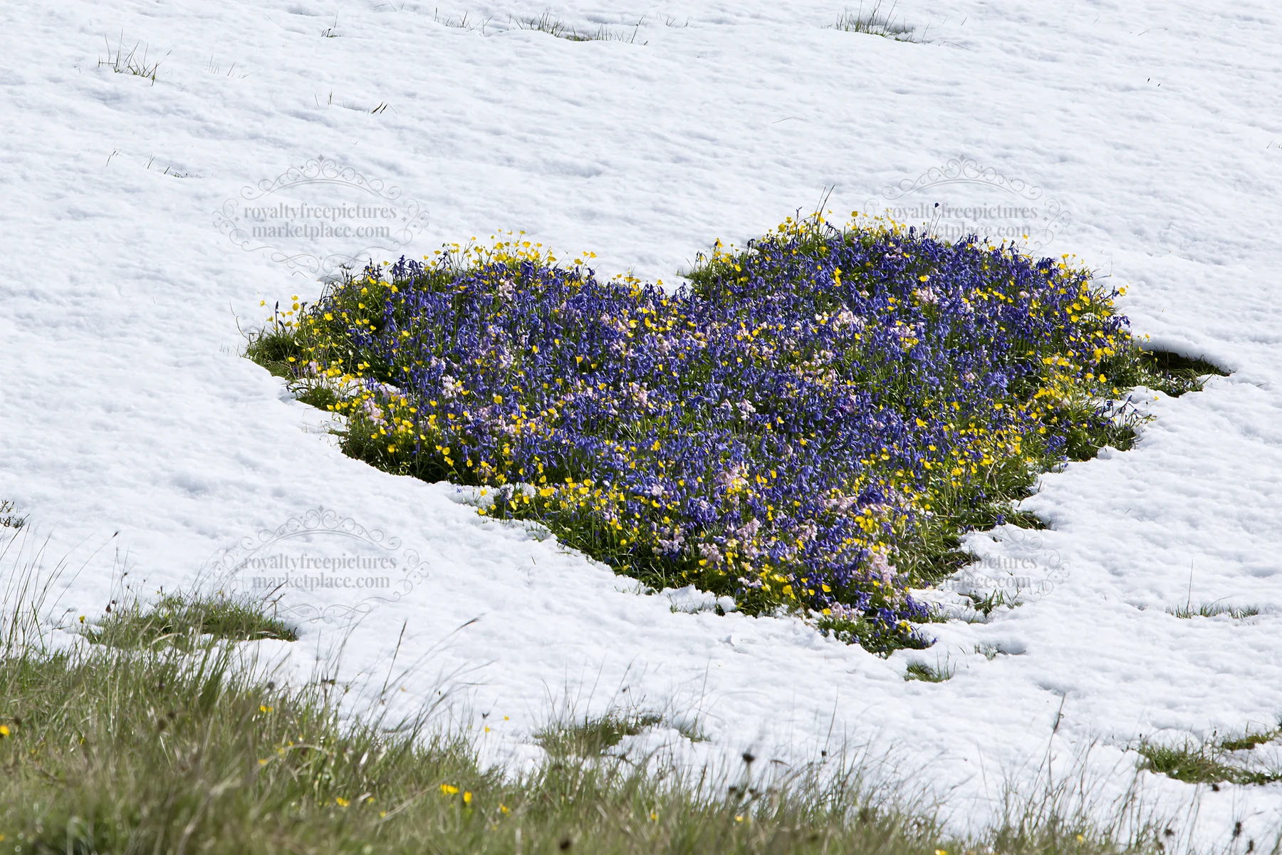 Heart shaped flowers in snow covering a meadow - AI-generated stock image