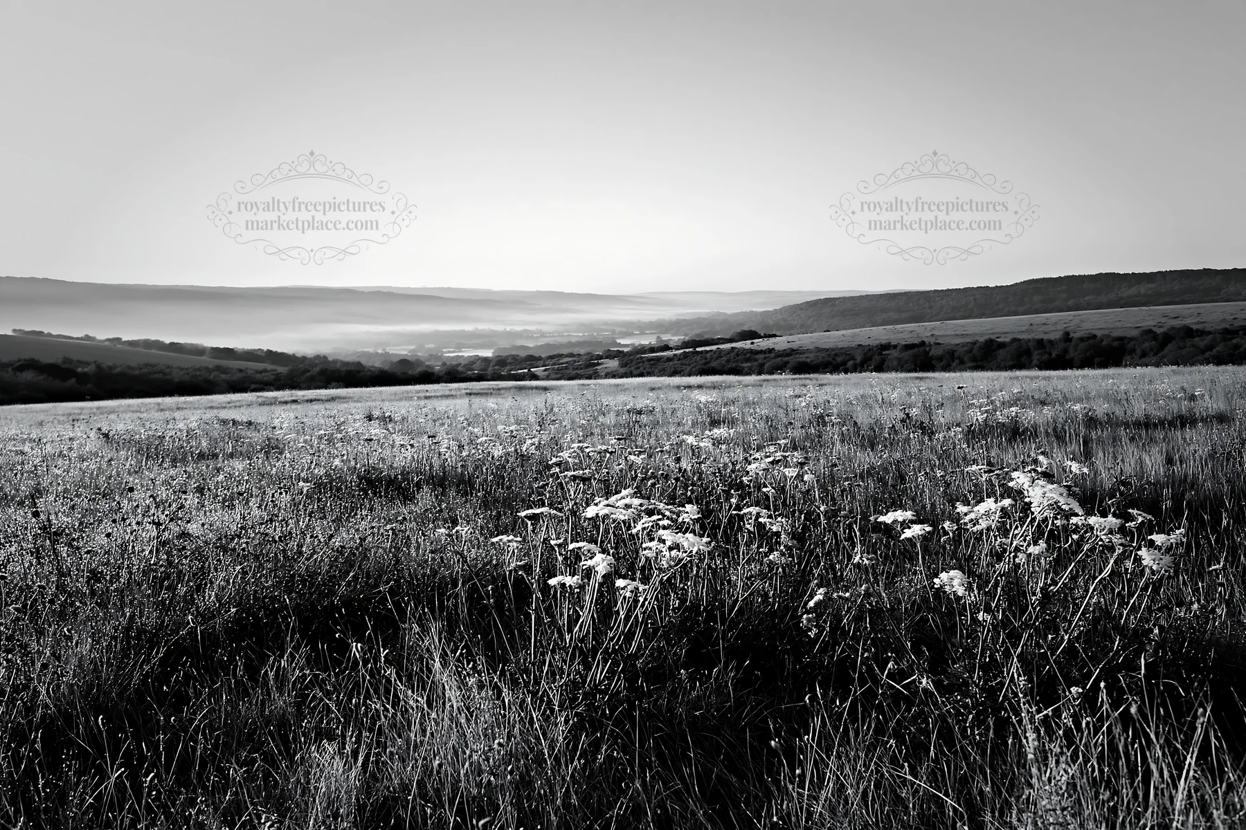 Sunny dry grassland meadow in black and white - AI-generated stock image