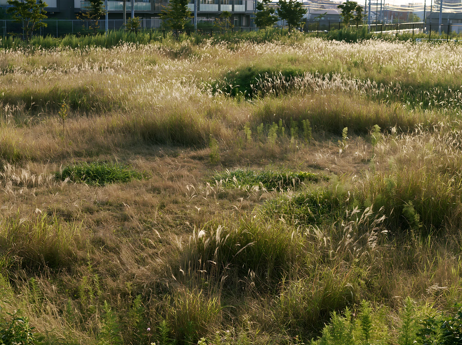 Tokyo urban biodiversity meadow with seedheads in daylight
