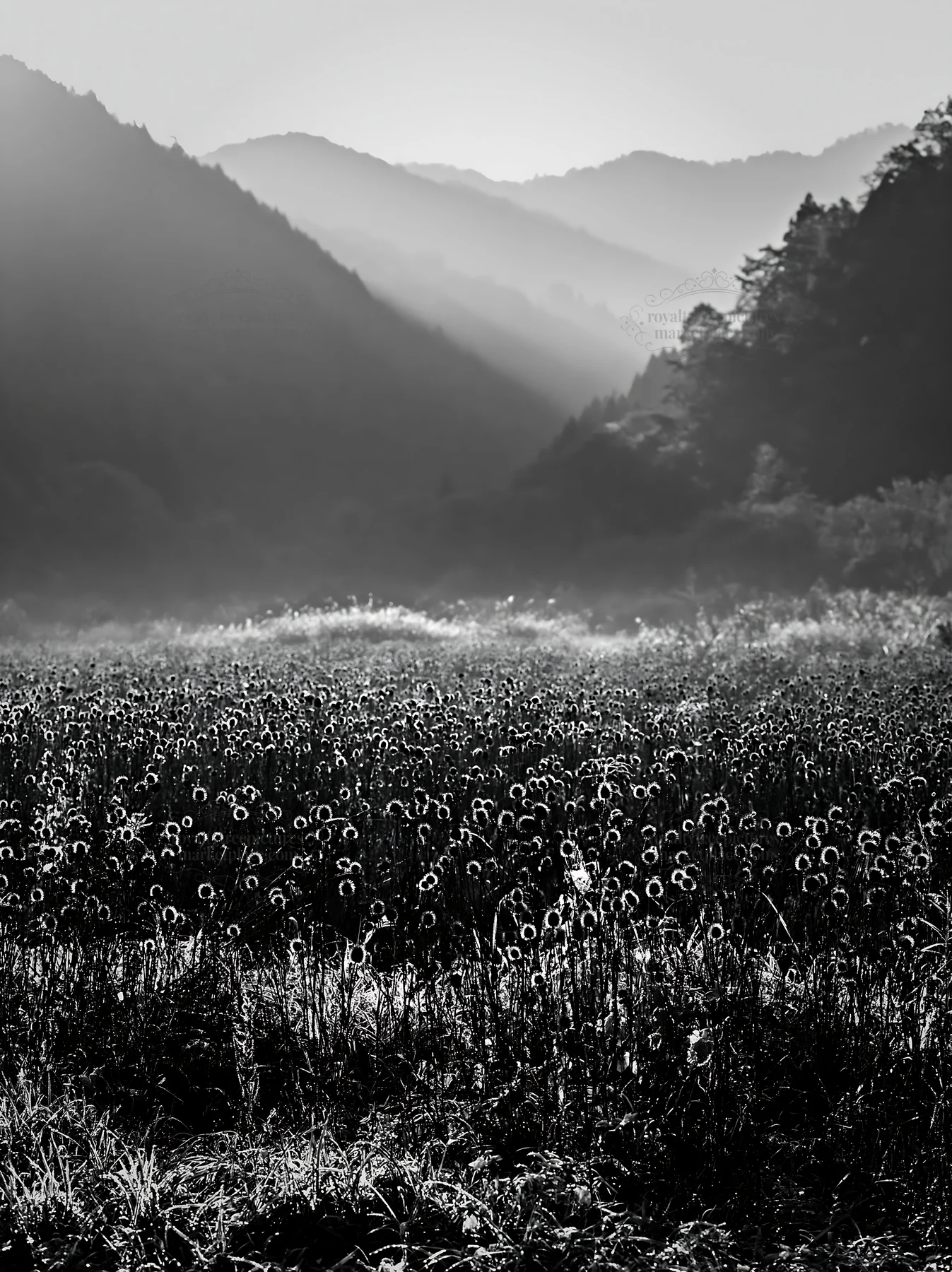 Black and white aichi restored meadow autumn seedheads in the foreground - AI-generated stock image