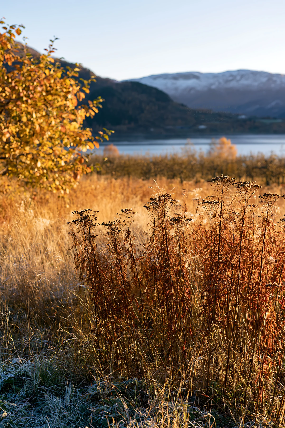 Fjord orchard meadow with golden grass and distant mountains - AI-generated stock image