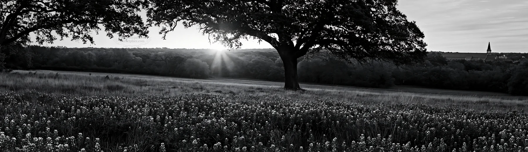 Bluebonnet meadow at sunrise with trees in background - AI-generated stock image
