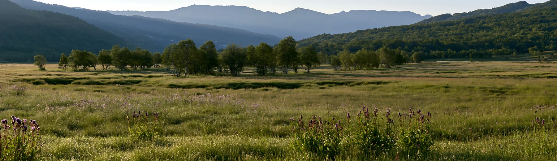 Dewy meadow landscape with trees and mountains in the background - AI-generated stock image