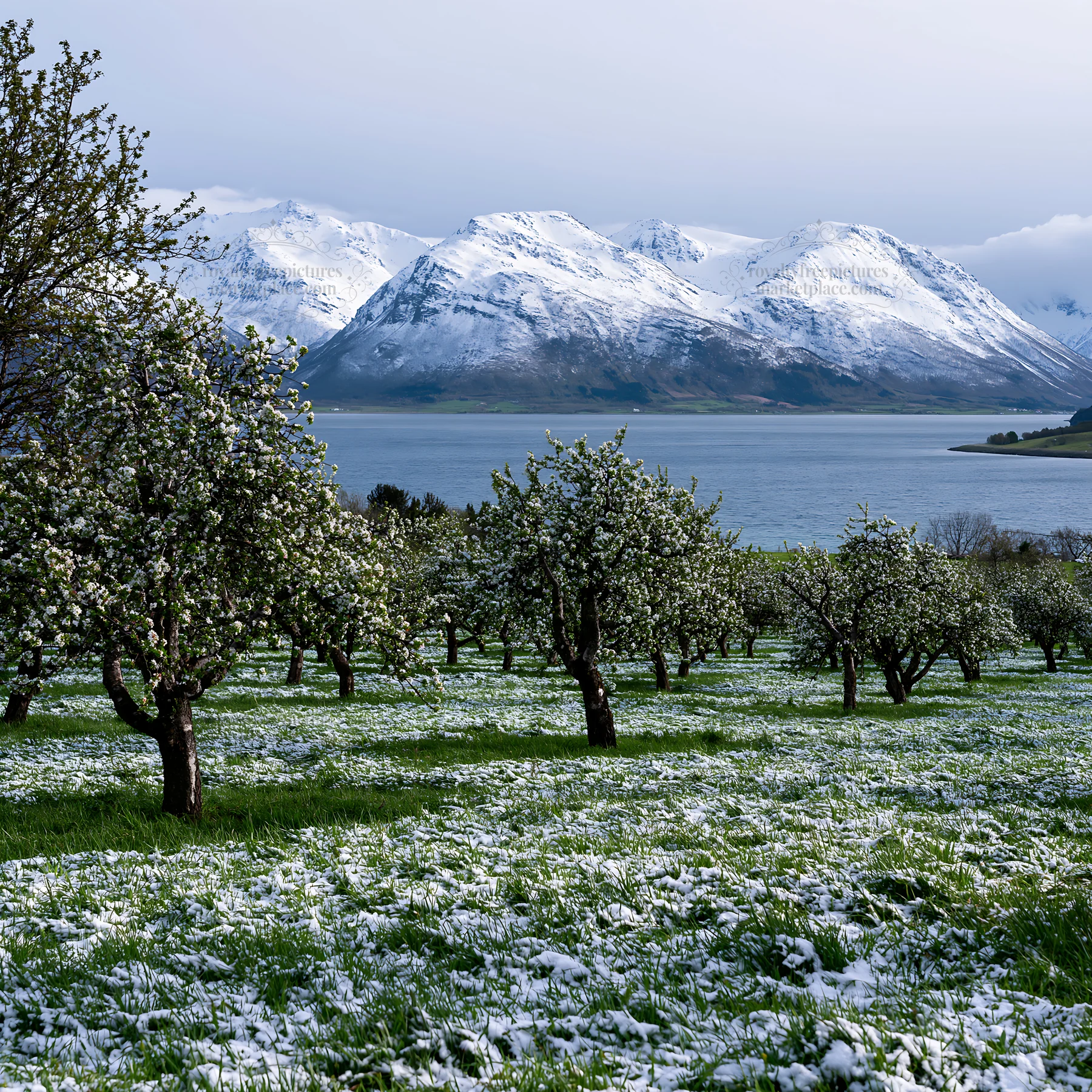 Fjord orchard with snow-capped mountains and a lake - AI-generated stock image