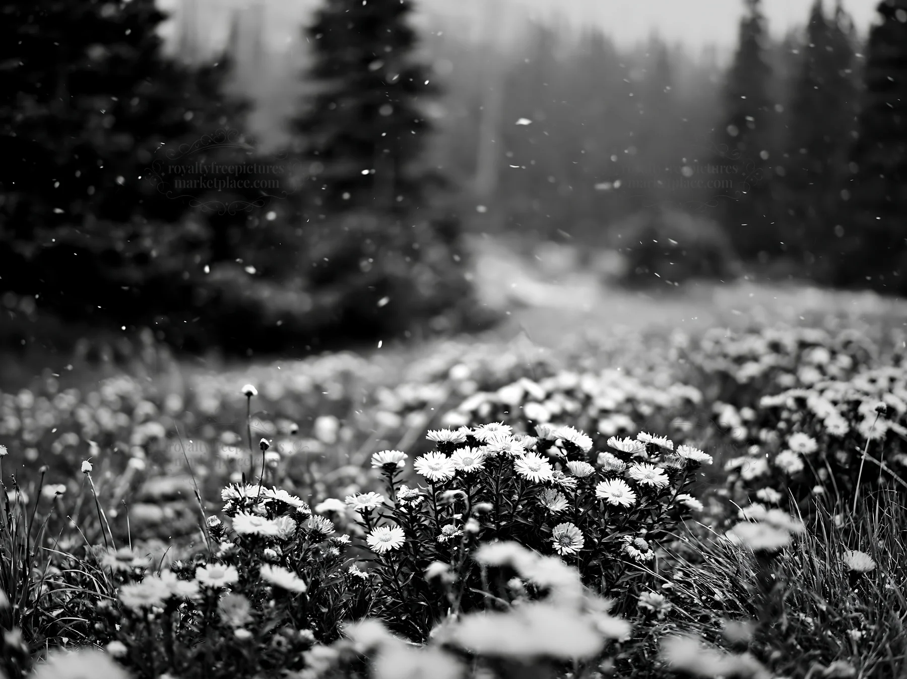 Black and white snowy Rocky Mountain Park meadow with blooming wildflowers - AI-generated stock image