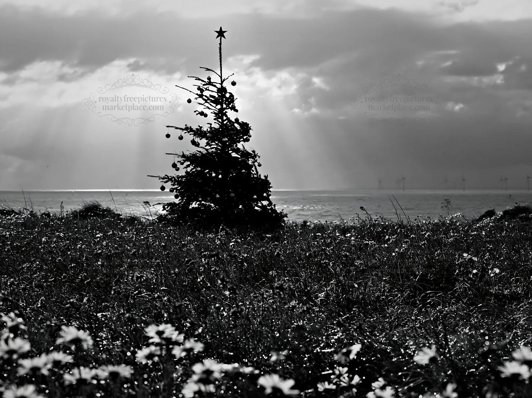 Christmas tree in meadow with rays of light behind - AI-generated stock image