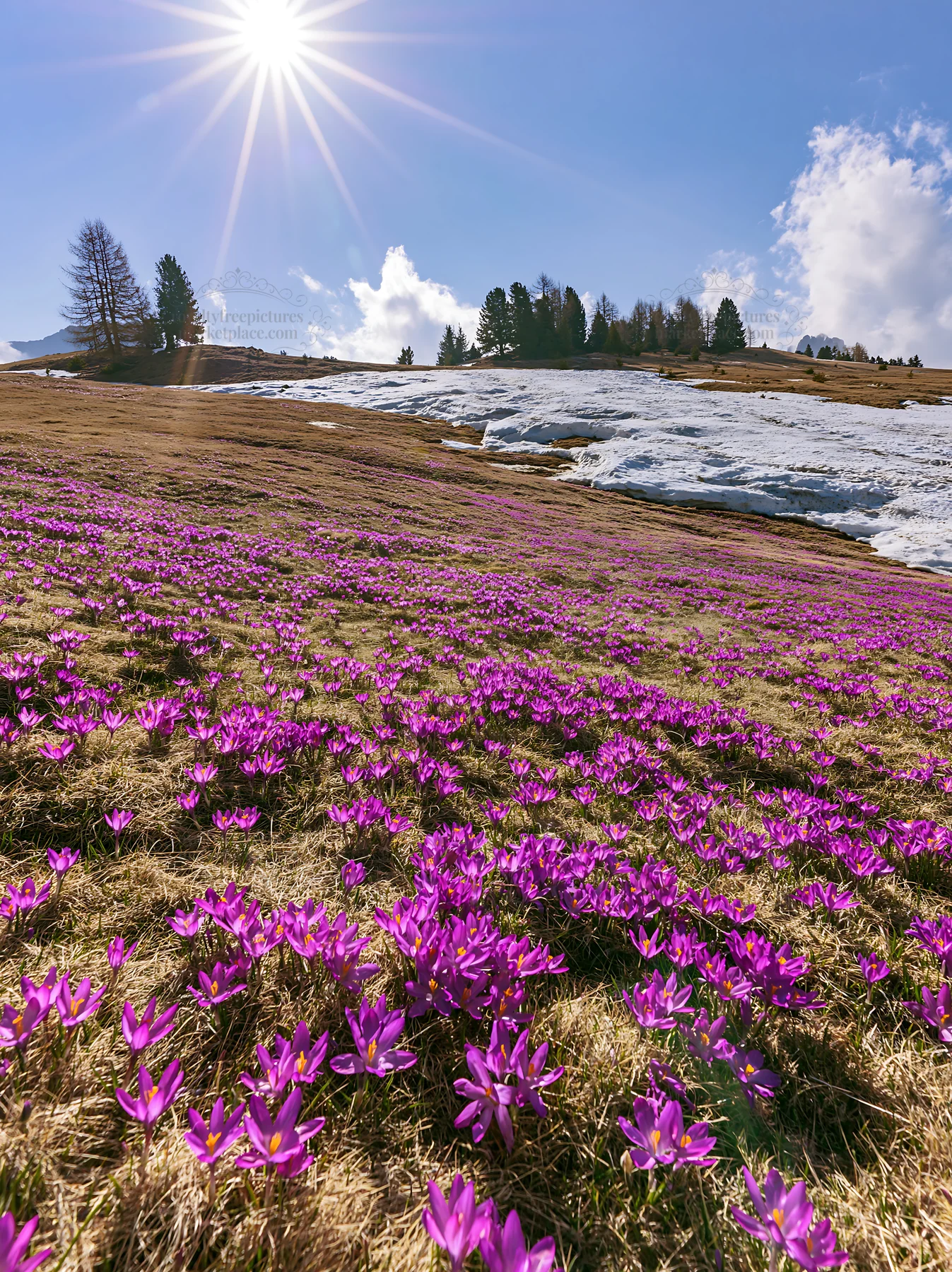 Sunbeams over Alpe di Siusi meadow with blooming flowers - AI-generated stock image