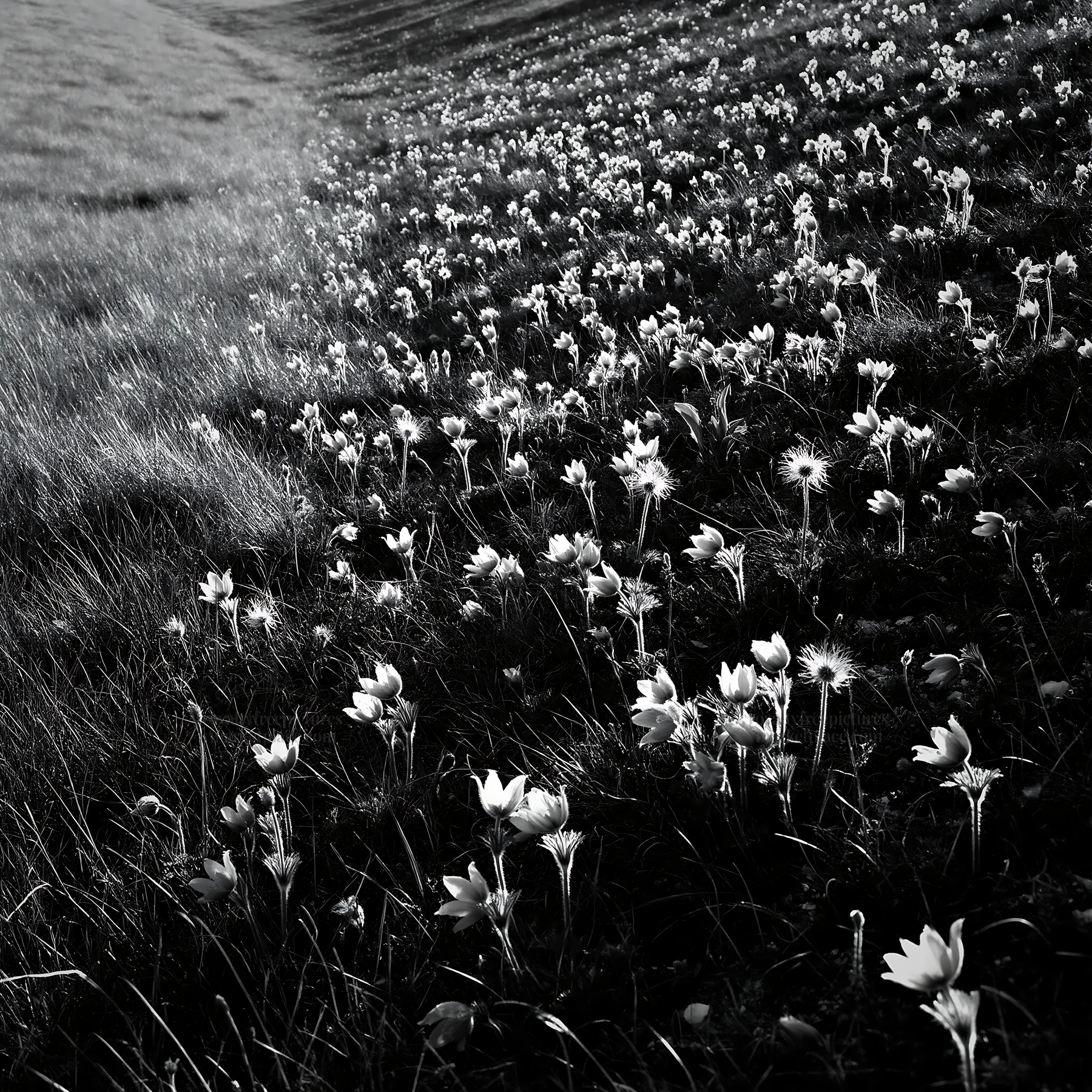 Chalk meadow with flowers and copy space on a sunny day - AI-generated stock image