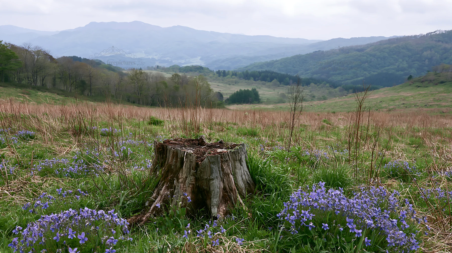 Fukushima native meadow with weathered stump and flowers - AI-generated stock image