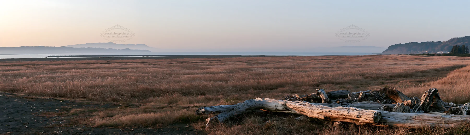 Chiba coastal meadow with driftwood on the shore - AI-generated stock image