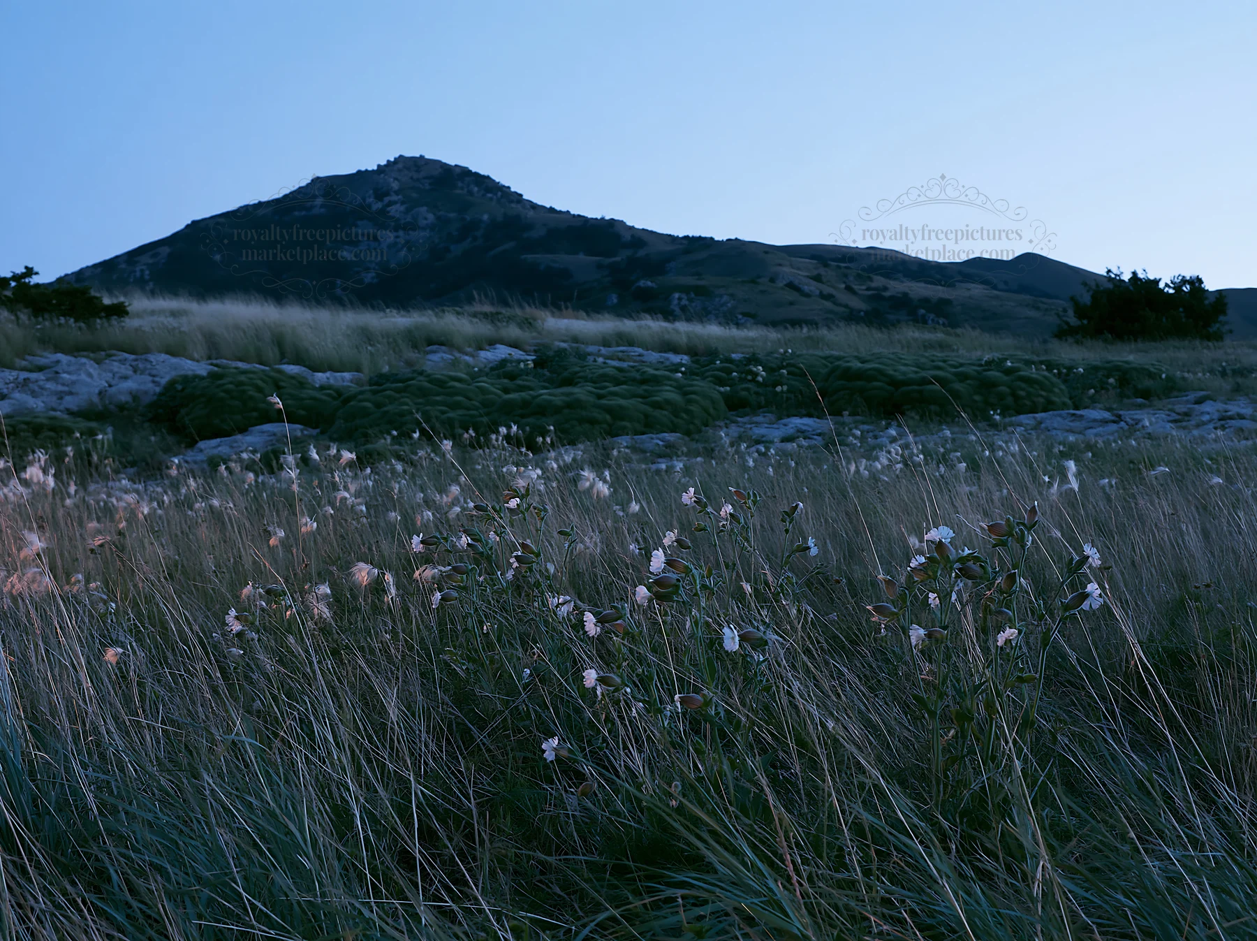 Night-blooming meadow with mountain backdrop at dusk - AI-generated stock image