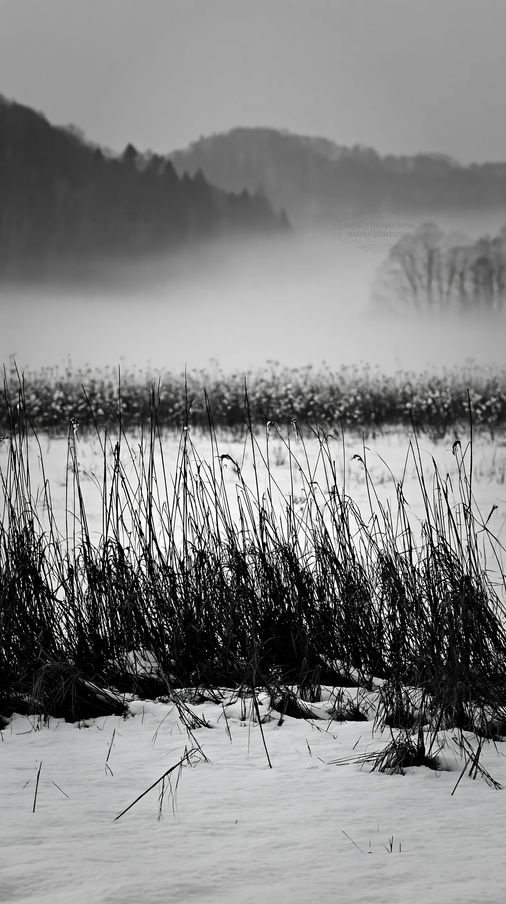 Black and white akita snowmelt meadow with silver grasses in early morning light - AI-generated stock image