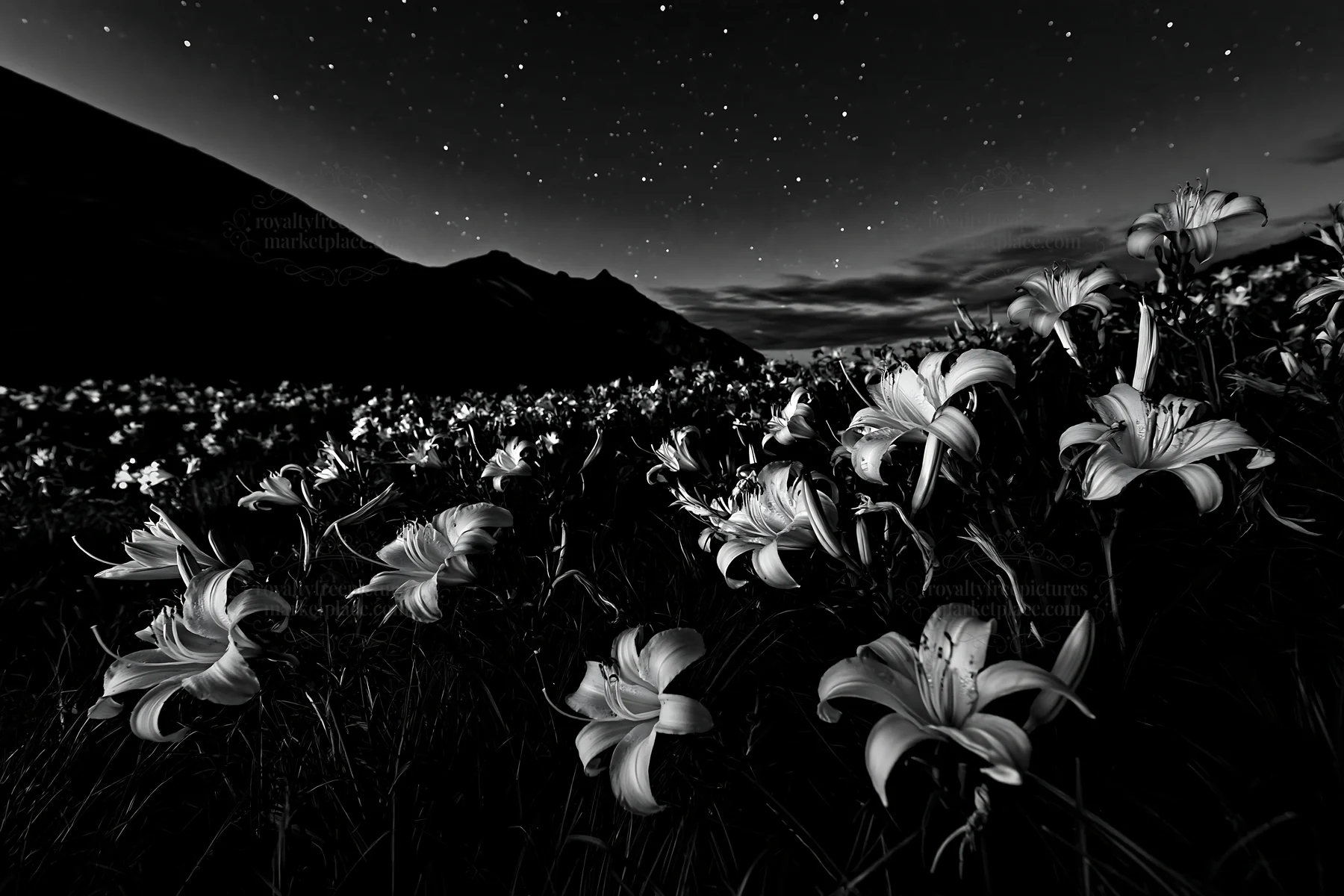 Daylilies bloom at Kirigamine Highland under night sky - AI-generated stock image