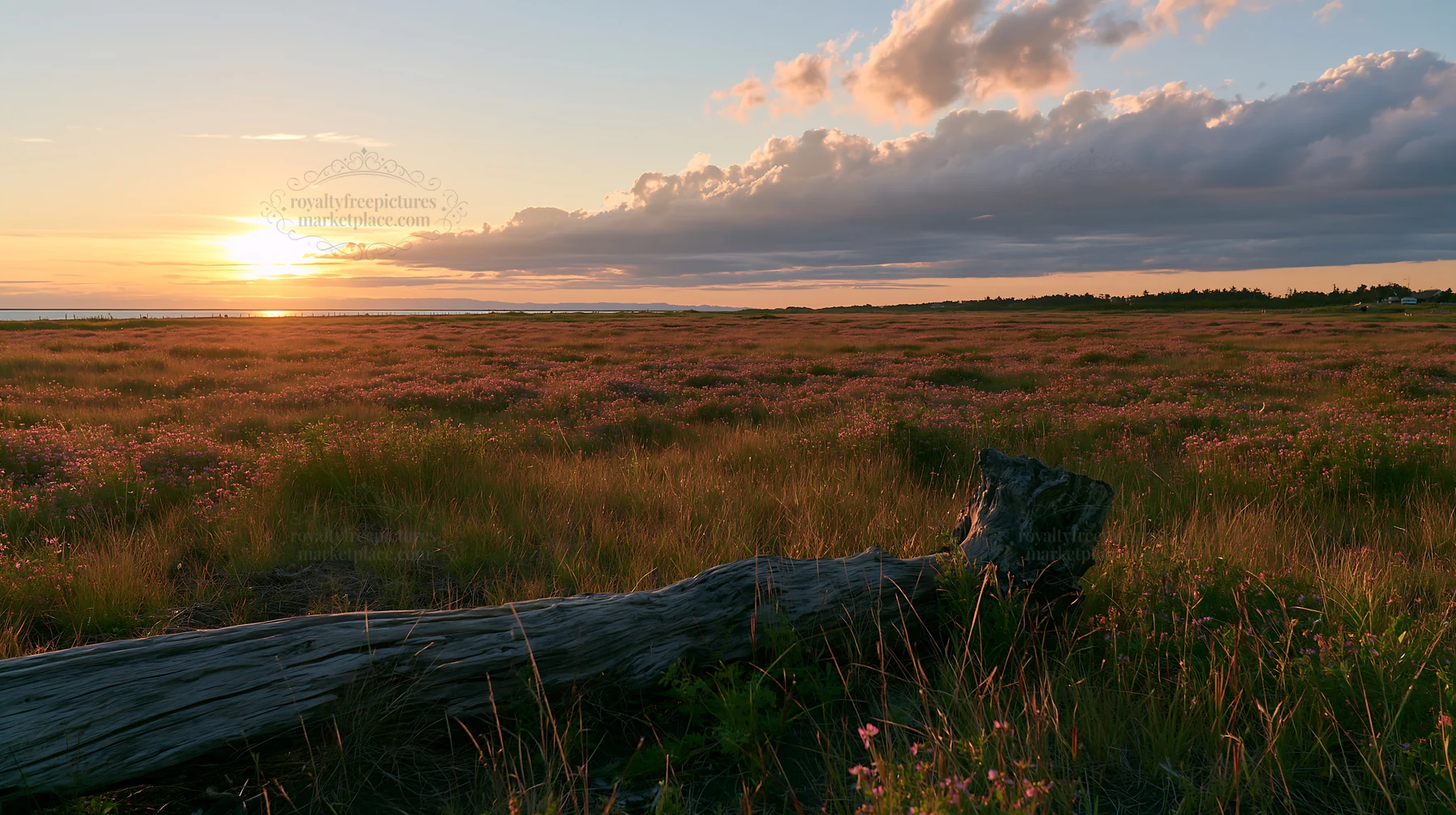 Chiba coastal climate meadow driftwood foreground at sunset - AI-generated stock image