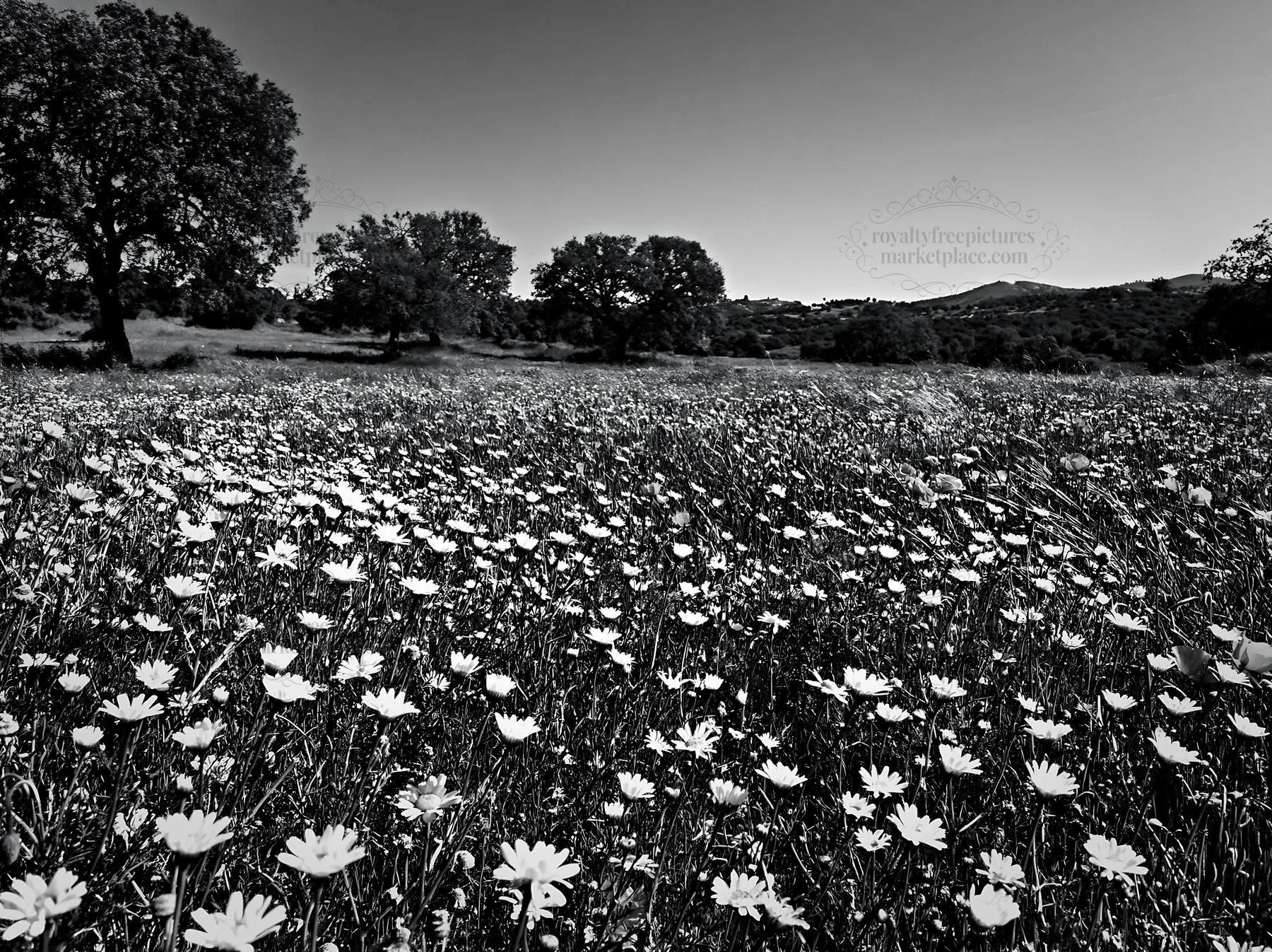 Regenerative meadow filled with wildflowers and trees - AI-generated stock image