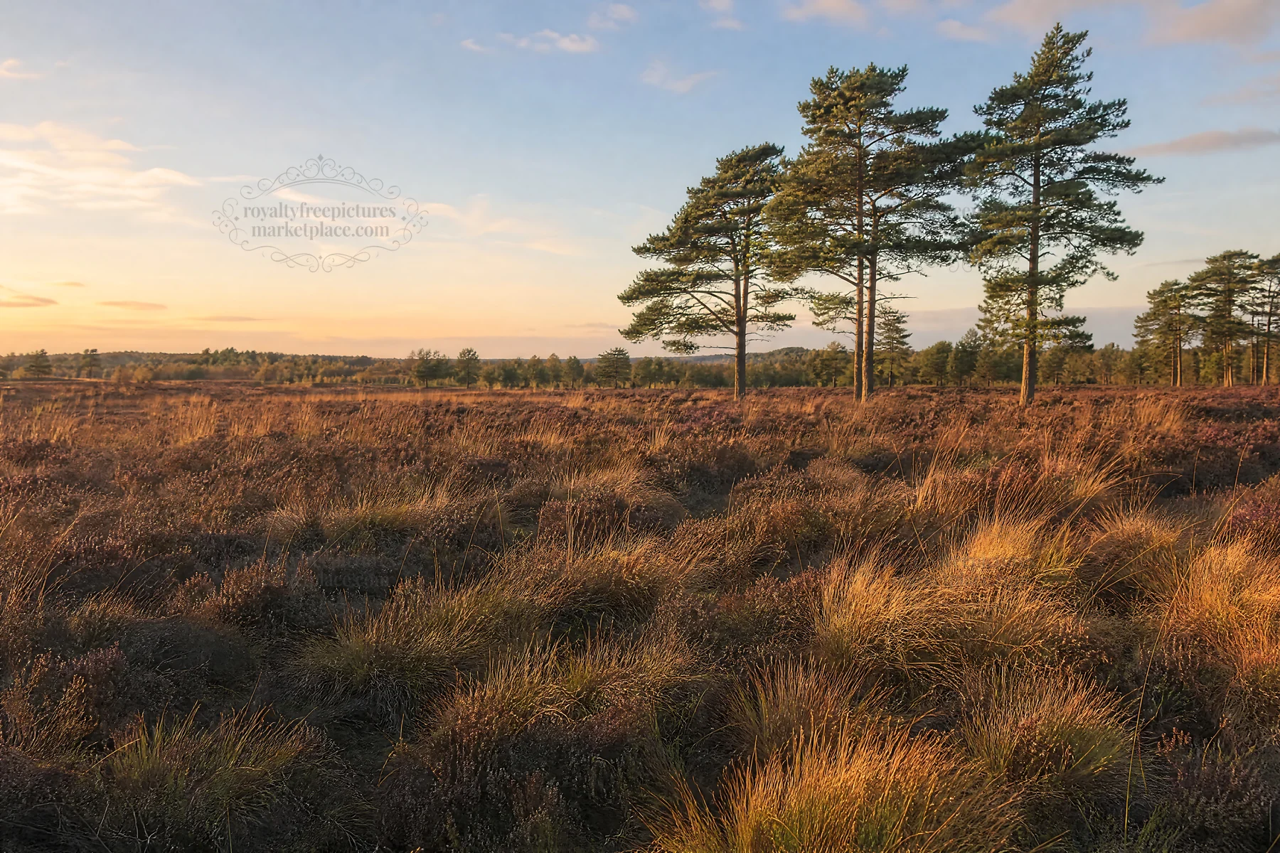 Rewilding meadow with tall trees and sunset sky - AI-generated stock image