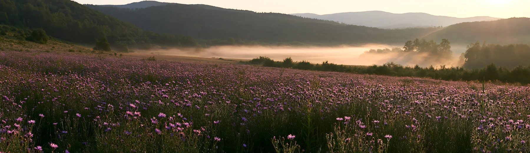 Meadow with knapweed at sunrise - AI-generated stock image