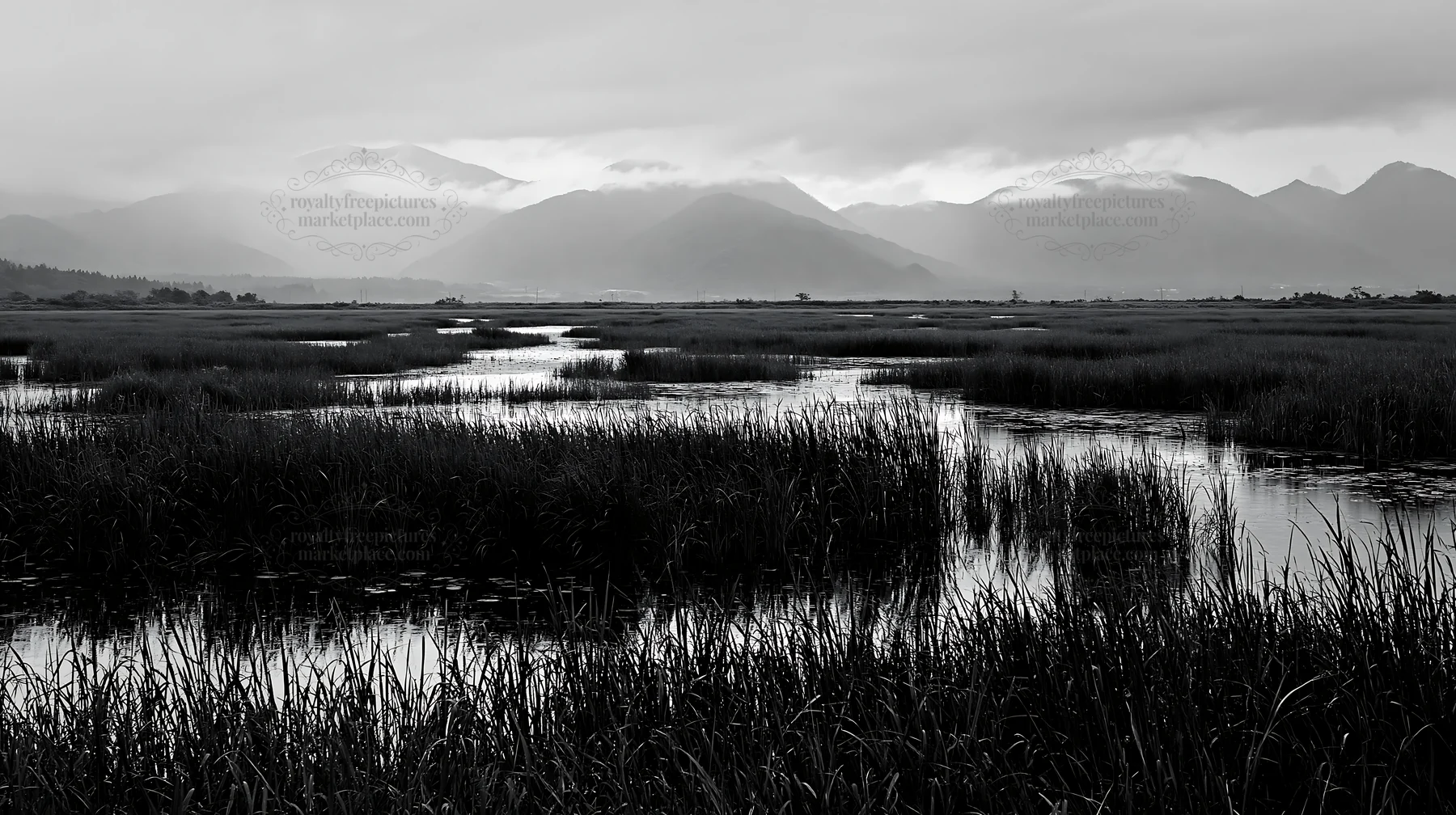 Shiga wetland meadow with reeds under cloudy skies - AI-generated stock image