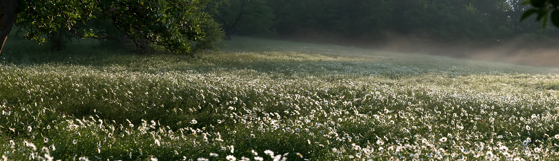 Daisy apple meadow under morning light - AI-generated stock image