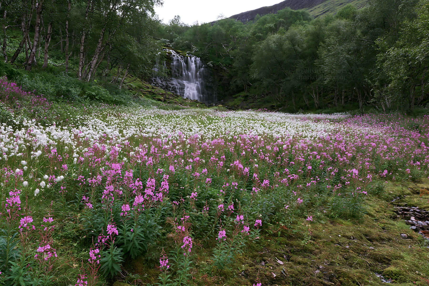Wildflower meadow at the base of a waterfall in a forest - AI-generated stock image