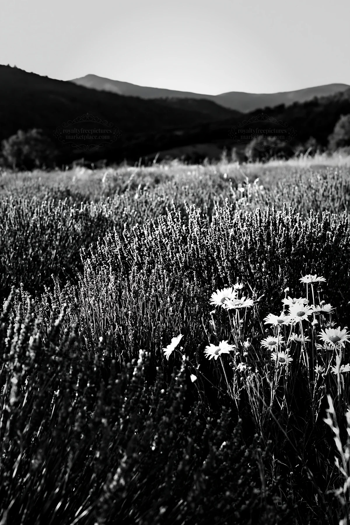 Colorful lavender meadow with wildflowers in the background - AI-generated stock image