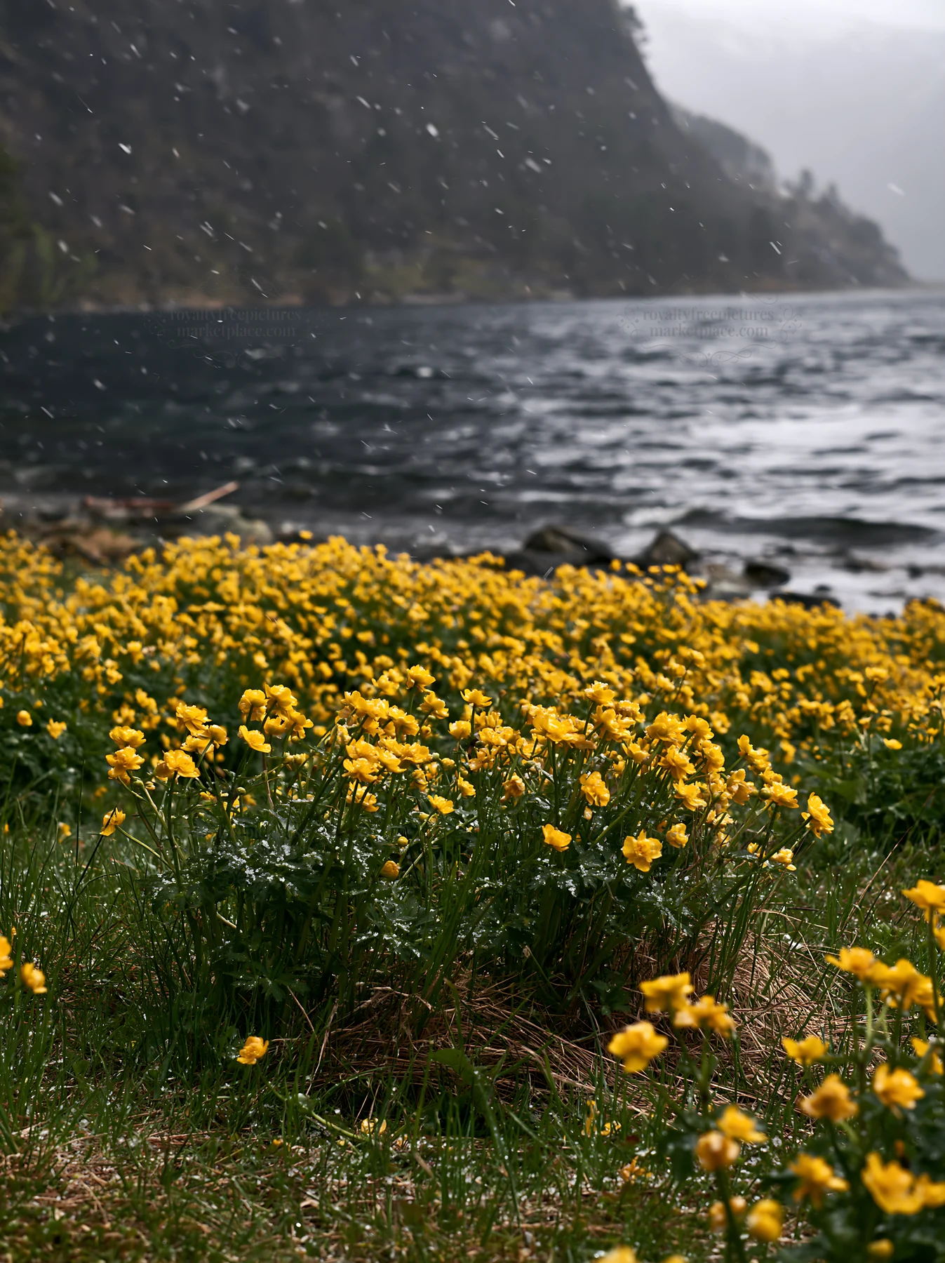 Vibrant yellow flowers in a spring meadow by the water - AI-generated stock image
