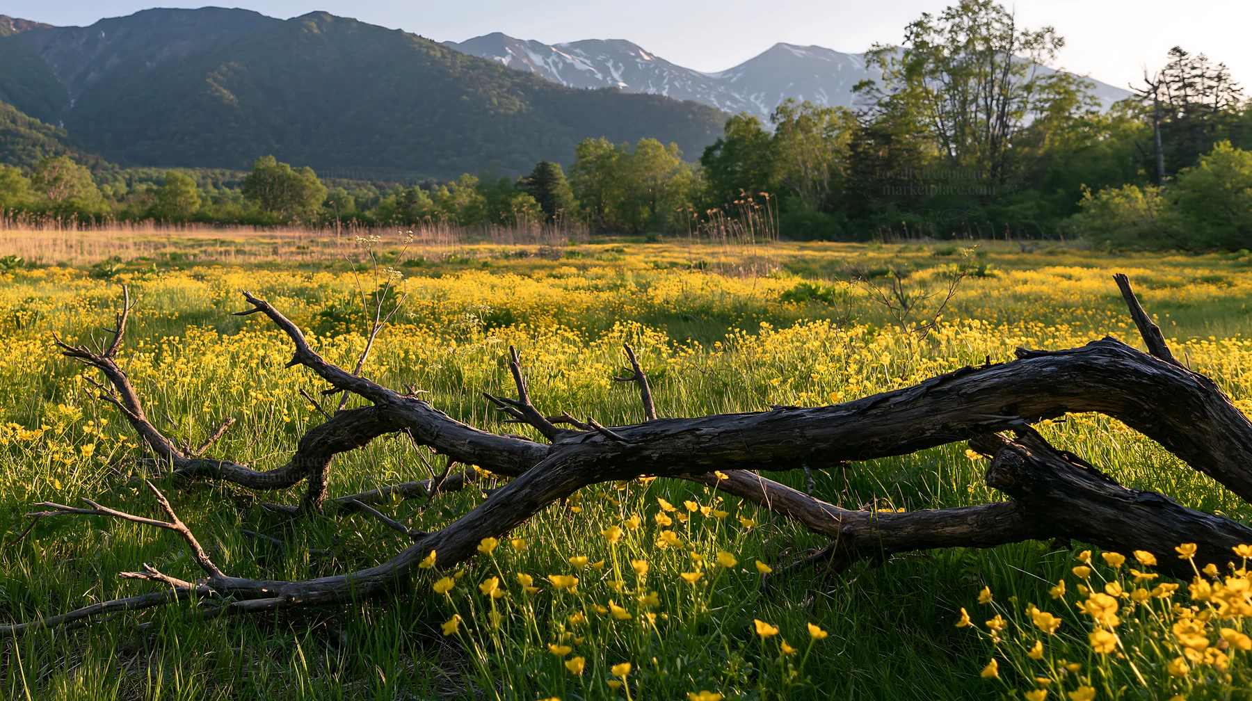 Yamagata rewilded meadow with fallen branch in the foreground - AI-generated stock image