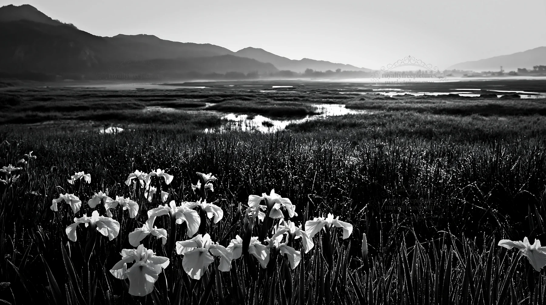 Black and white niigata floodplain restoration meadow dew foreground with flowers - AI-generated stock image