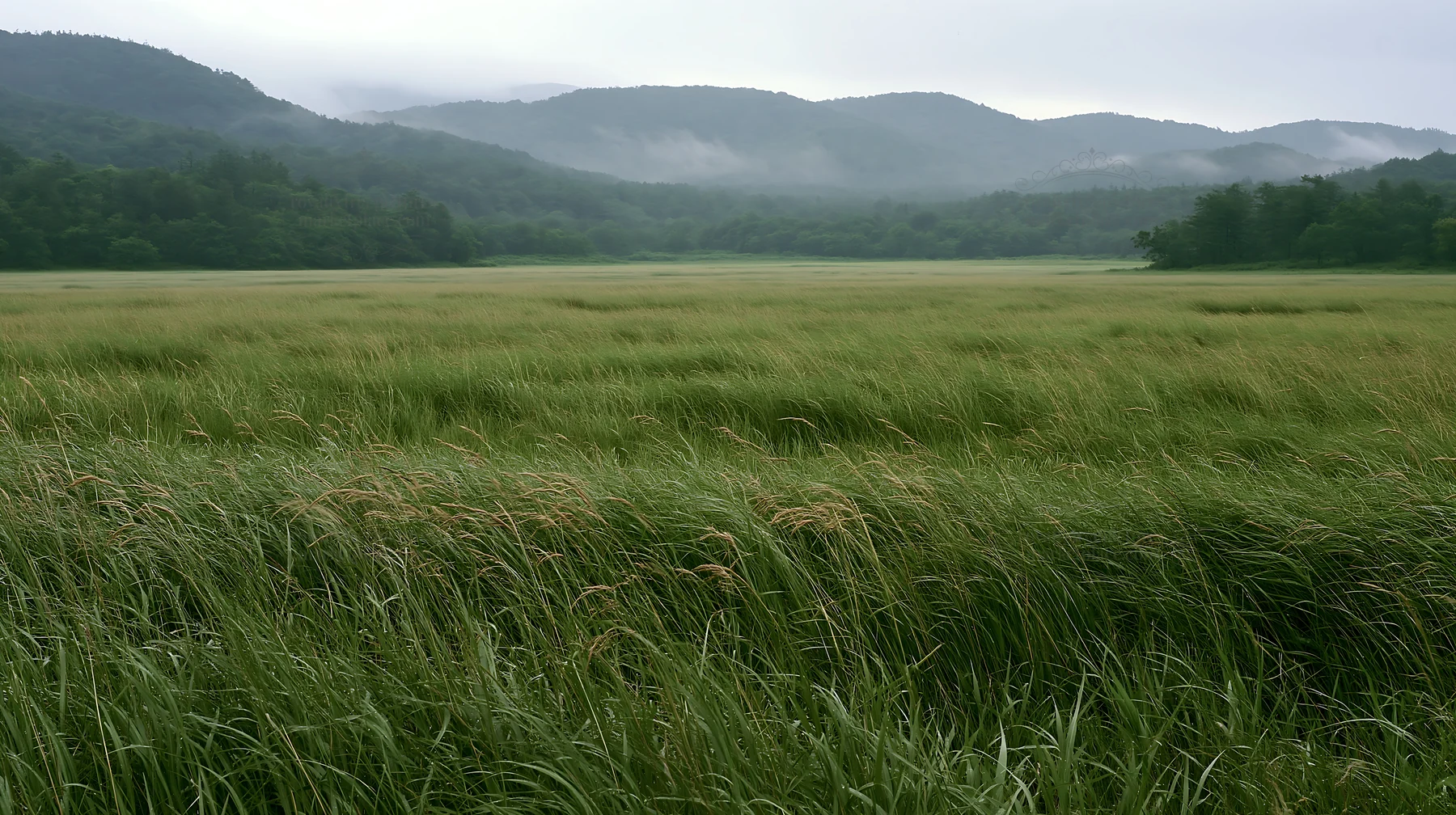 Iwate meadow with seedheads and refreshing rain in foreground - AI-generated stock image