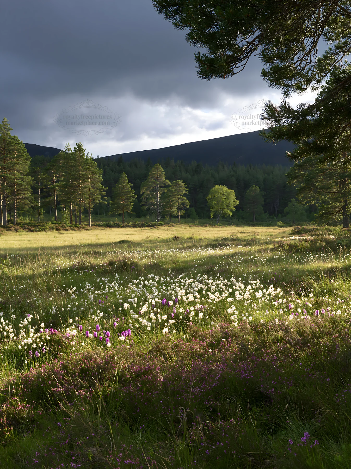 Pine forest meadow with wildflowers under cloudy sky - AI-generated stock image