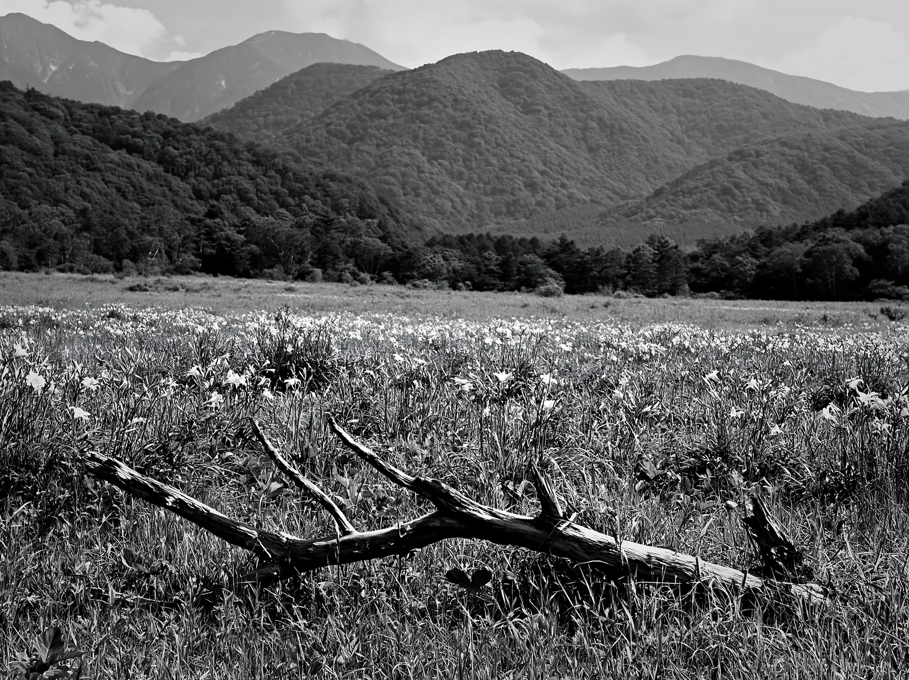 Black and white yamagata rewilded meadow fallen branch foreground captures nature - AI-generated stock image