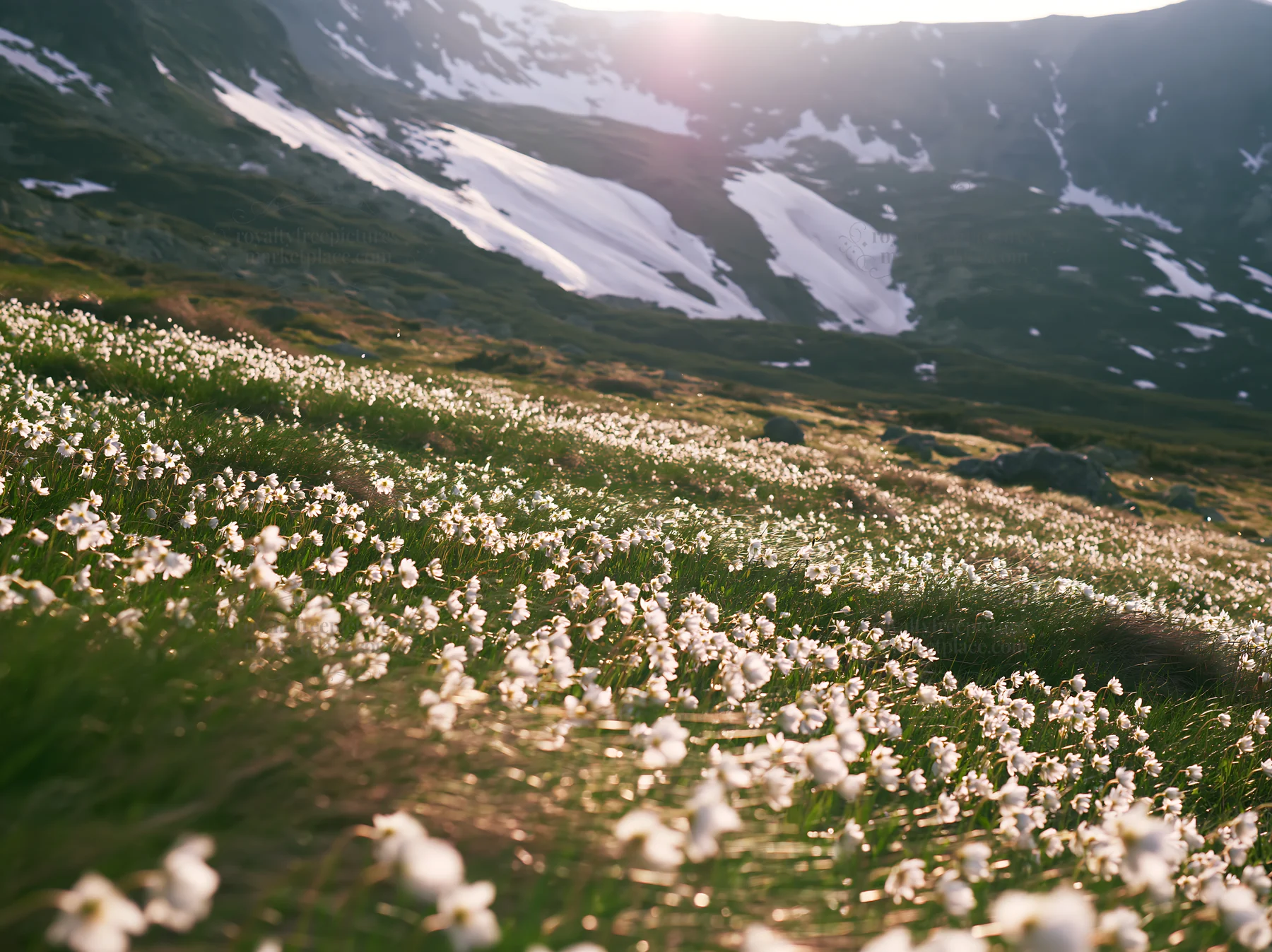 Tatra mountains meadow during spring snowmelt - AI-generated stock image