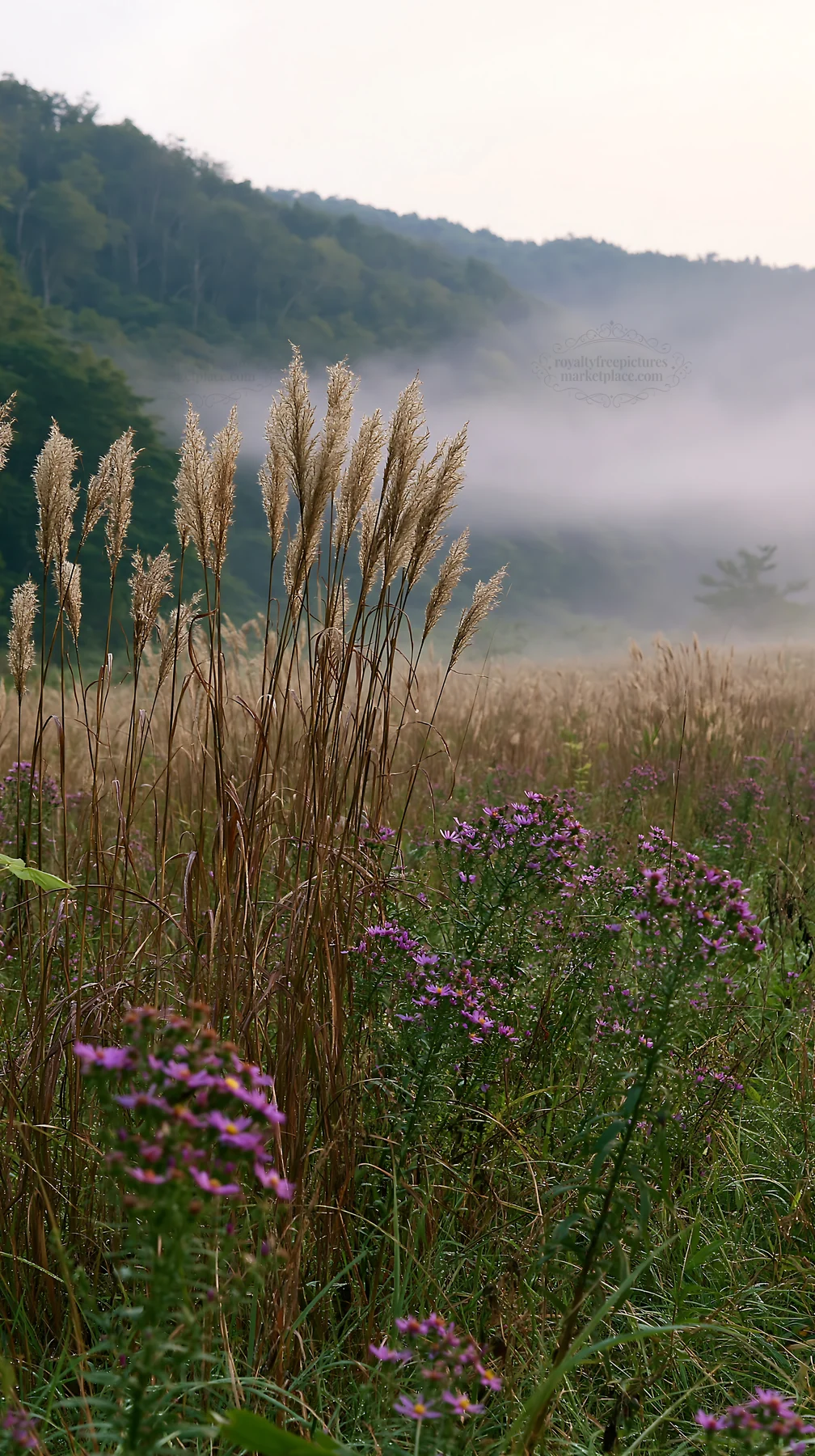 Iwate meadow with rain refreshed seedheads and flowers - AI-generated stock image
