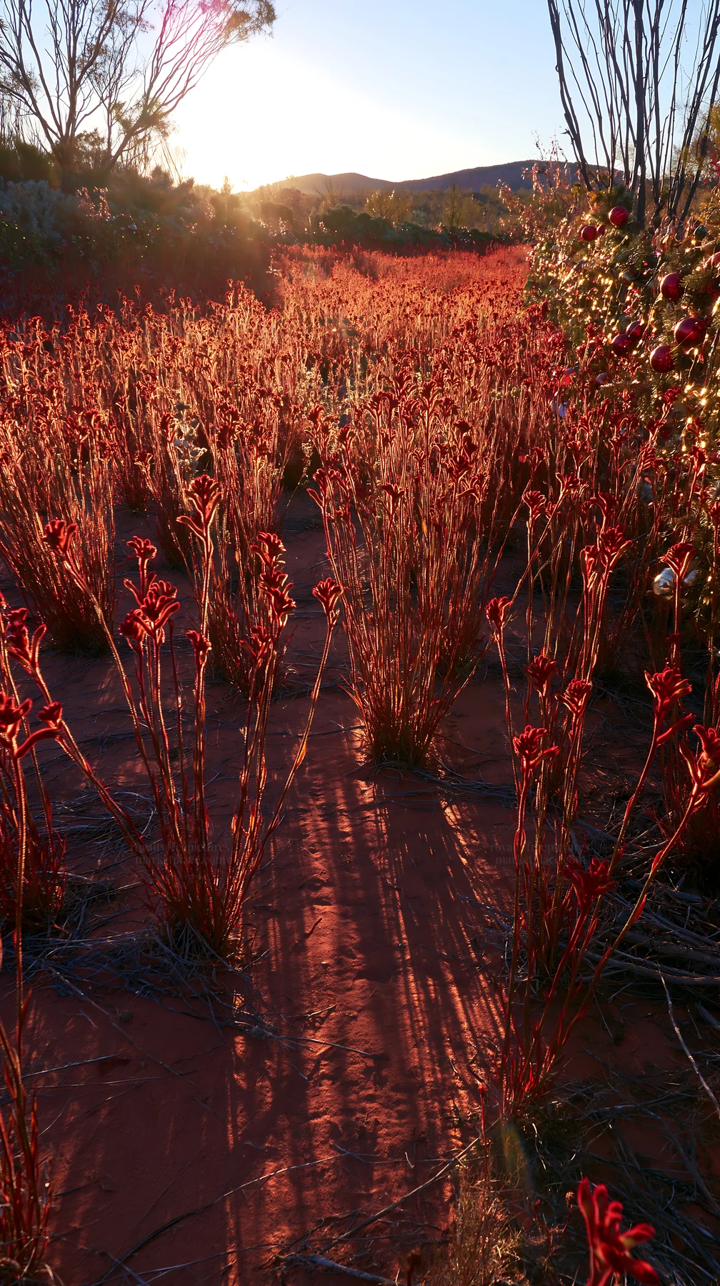 Expansive meadow with drought-tolerant plants at sunset - AI-generated stock image