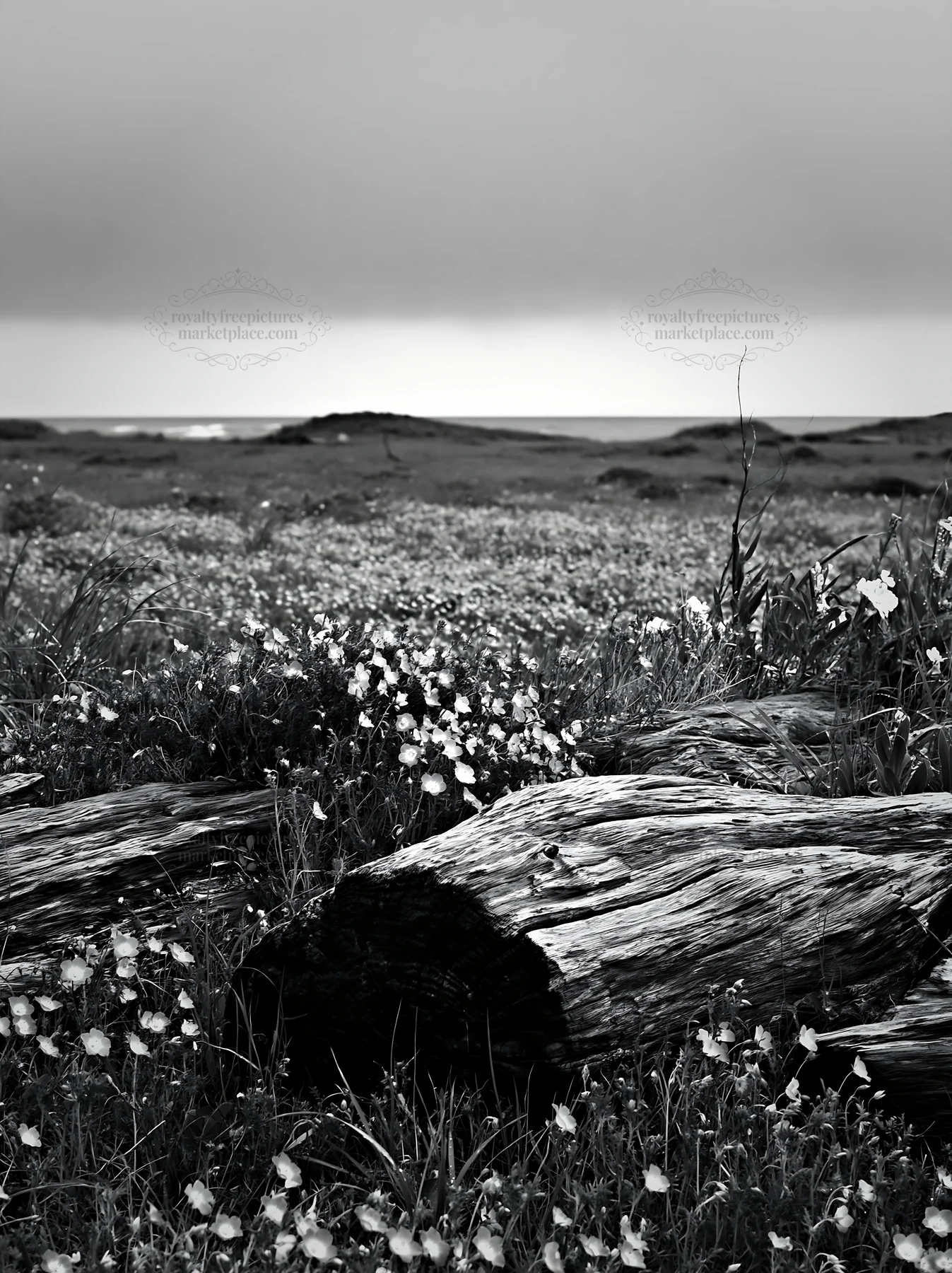 Chiba coastal meadow with driftwood and wildflowers - AI-generated stock image