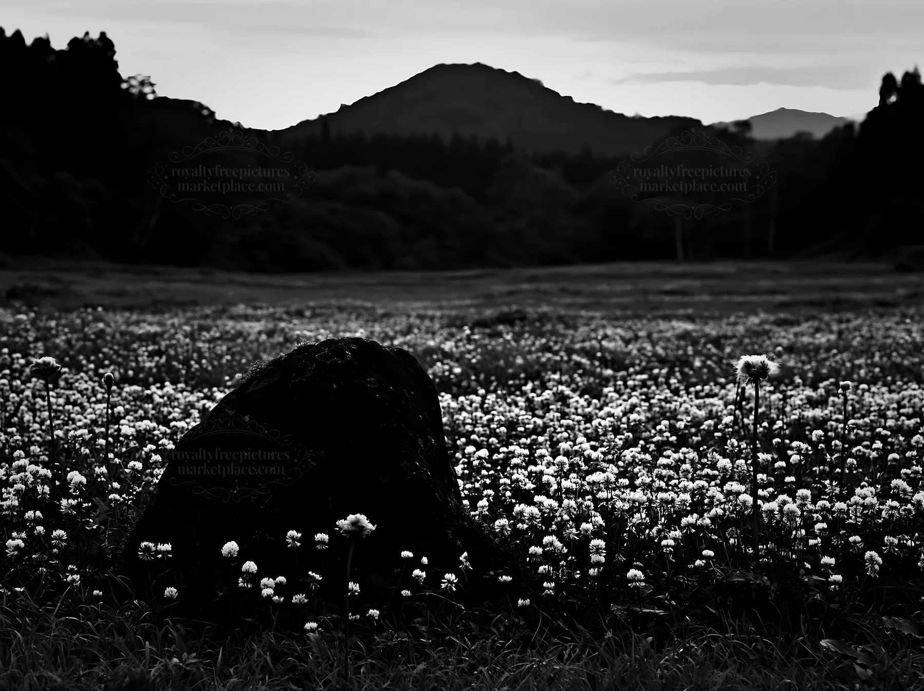 Black and white miyagi spring recovery meadow mossy stone with flowers - AI-generated stock image