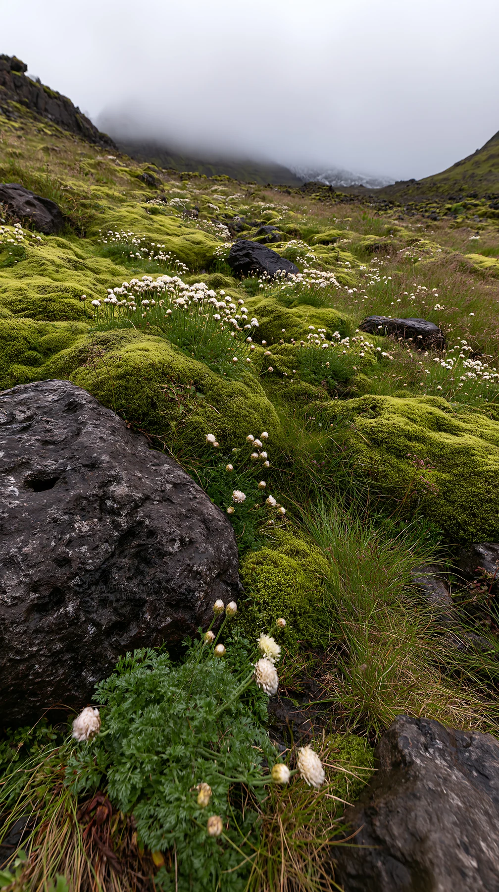 Yarrow blooms among rocks in a foggy meadow - AI-generated stock image