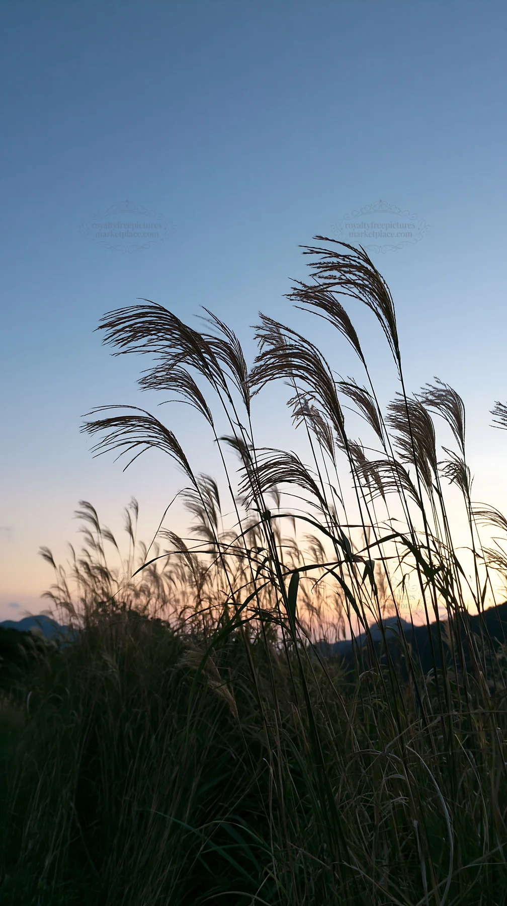 Ehime twilight meadow with dry seedheads - AI-generated stock image