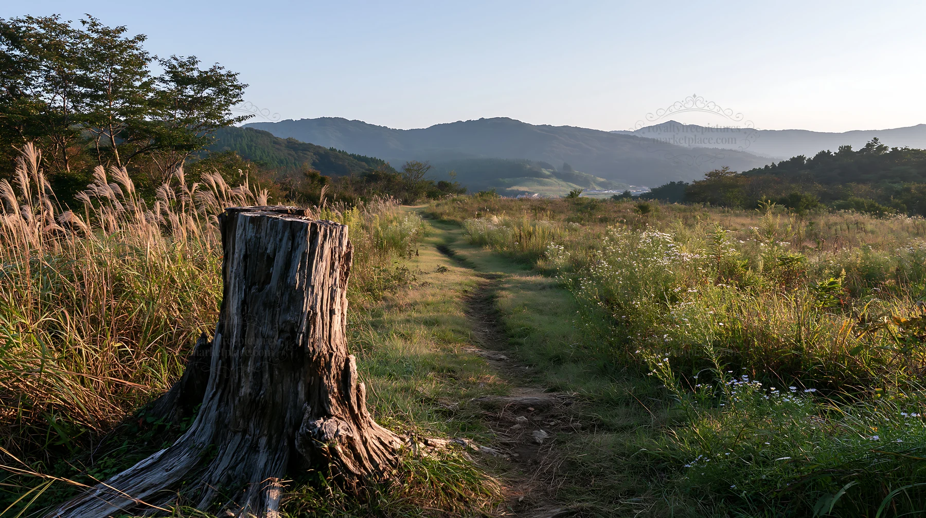 Fukushima native meadow with weathered stump near walking path - AI-generated stock image