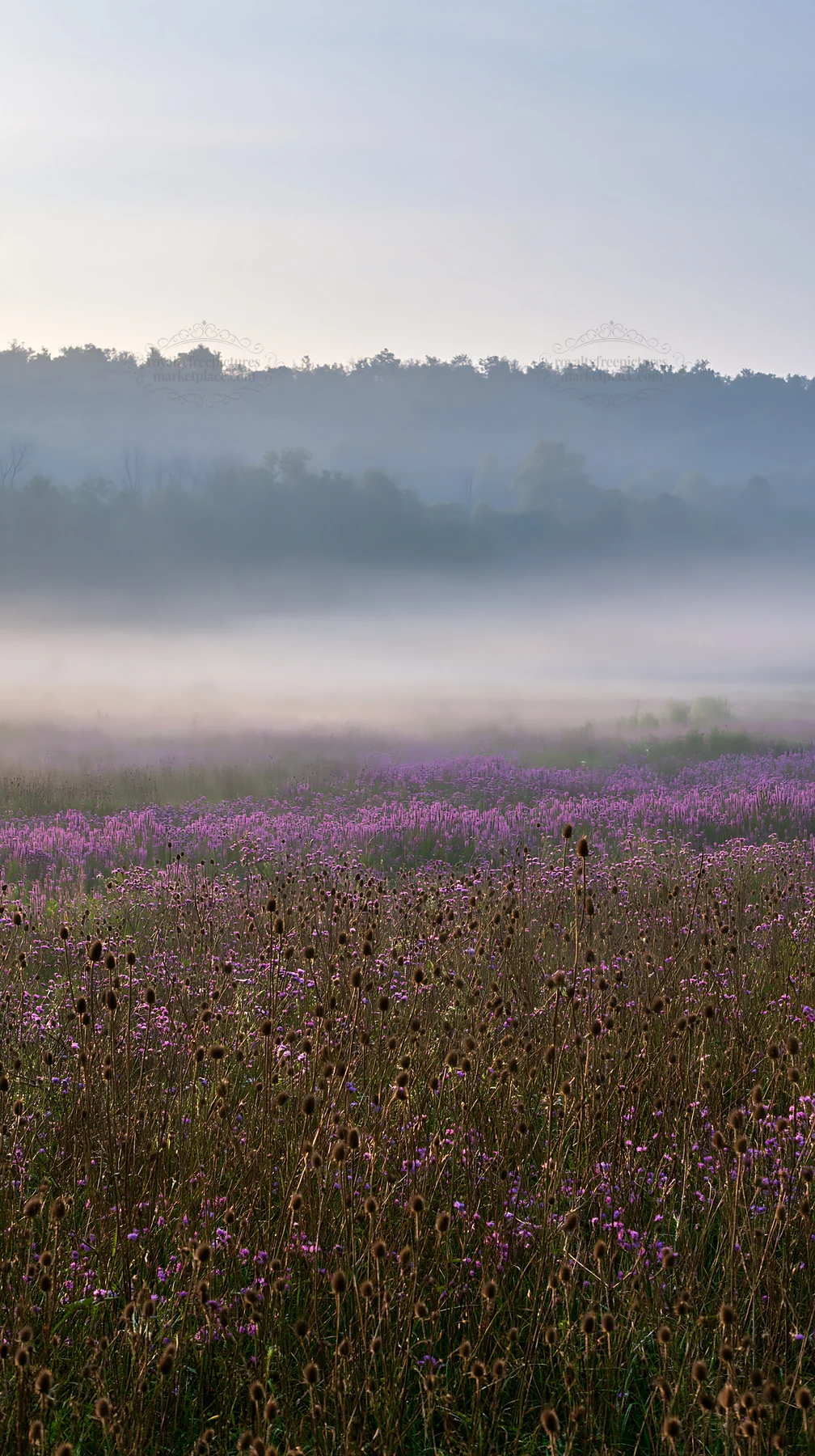 Violet knapweed meadow under fog at dawn - AI-generated stock image