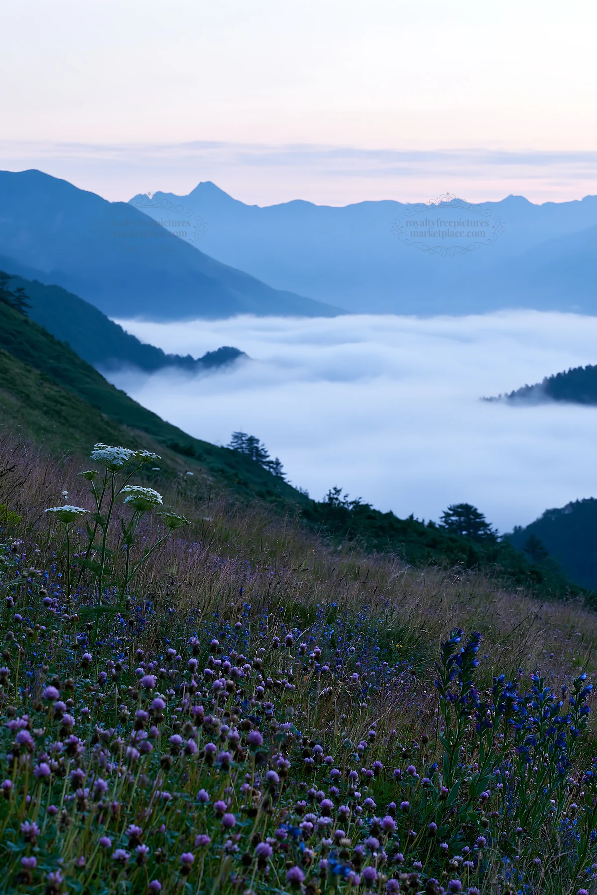 Clover speedwell meadow with mountains and fog in the background - AI-generated stock image